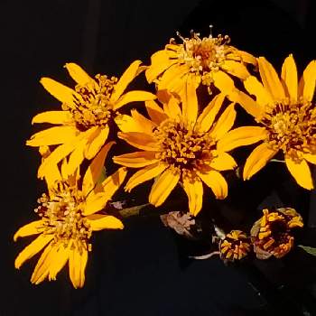 リグラリアの画像 by tottokoさん | 広い庭とリグラリアとにわの草花と黄花とお花はきいろと灼熱とオレンジの花と北海道からと花いろいろと花のある暮らし