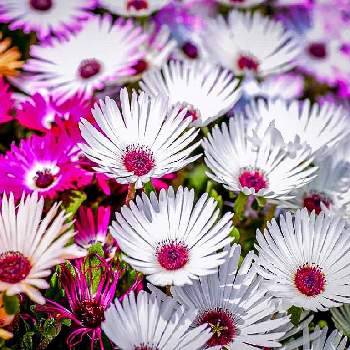 和歌山県植物公園緑化センターの投稿画像一覧 Greensnap グリーンスナップ