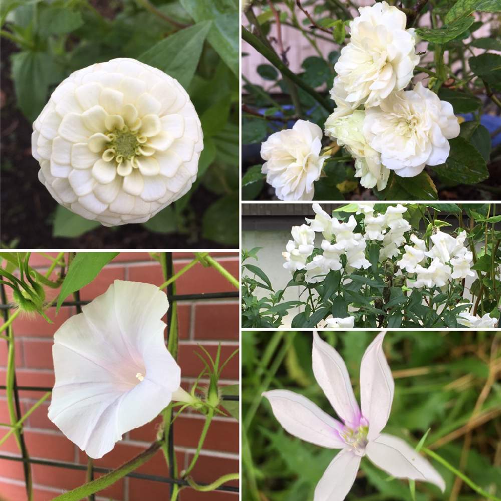 小さな庭の画像 by 磯さんさん | 小さな庭と今が我慢のしどころと癒されて〜と私のガーデニングと白いお花と医療現場の人々に感謝と自粛生活を楽しむと元気に育ててますよと花のある暮らし