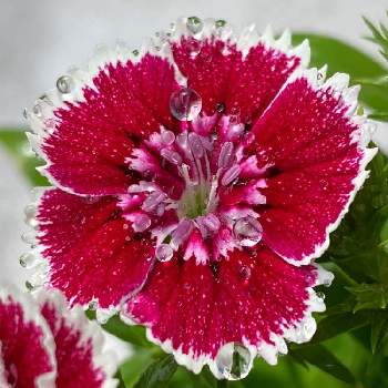 なでしこの花の投稿画像一覧 Greensnap グリーンスナップ なでしこの花の投稿画像一覧 Greensnap グリーンスナップ
