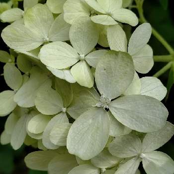 ピラミッドアジサイ ライムライト の投稿画像一覧 Greensnap グリーンスナップ