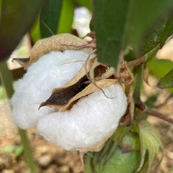 綿の実の画像 by こっちゃんさん | 植物のある暮らしと綿の実とありがとう♡とGS2年生と綿の栽培と種からと コットンと庭の植物とガーデニング