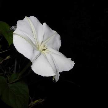 夏の季語の投稿画像一覧 Greensnap グリーンスナップ