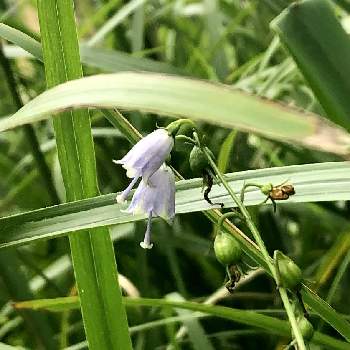 釣鐘型の花の投稿画像一覧 Greensnap グリーンスナップ