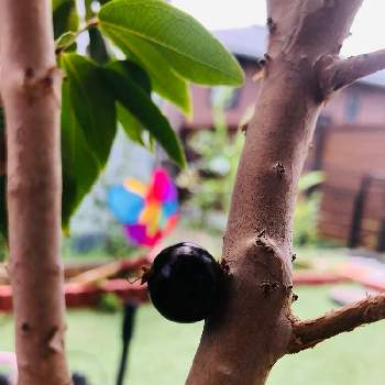 ジャボチカバの投稿画像一覧 Greensnap グリーンスナップ