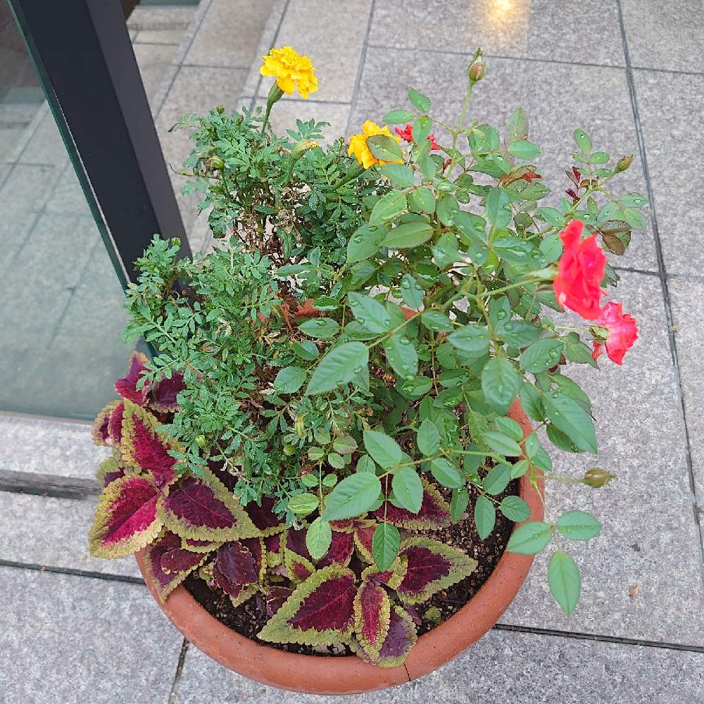 街中の花の投稿画像 By Mamiさん 花壇と花いろいろと可愛いと植え込み 21月9月9日 Greensnap グリーンスナップ