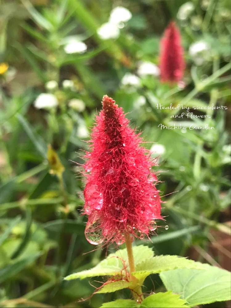 キャットテールの投稿画像 By さくら餅子さん キュンキュン乙女倶楽部と木曜モフモフとgsミニモニ と餅子の小さな庭と餅子のキャットテールと花言葉 とバラと夢clubと多肉ラボ C と赤い花とたにおたくらぶと雨粒と水滴とキラキラ と花も多肉も好き 21月9月9日