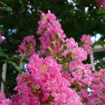 百日紅 の投稿画像一覧 Greensnap グリーンスナップ