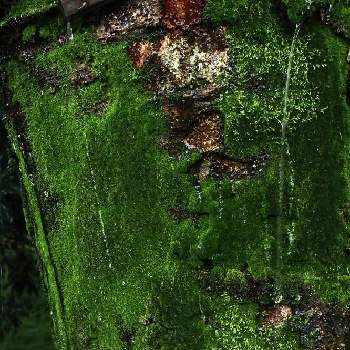 雨降りの中の画像 by moozyさん | ケヤキと公園と雨降りの中と樹林の森