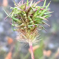 キンエノコロ,エノコログサ,山野草,イネ科,里山の画像