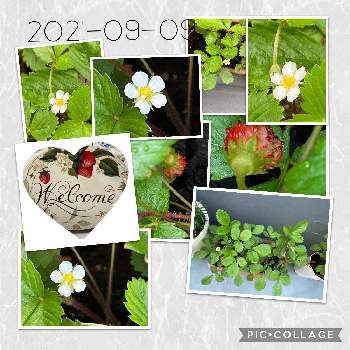 果物の花の投稿画像一覧 Greensnap グリーンスナップ 果物の花の投稿画像一覧 Greensnap グリーンスナップ