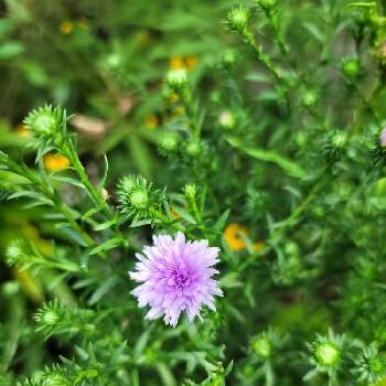 宿根アスター ビクトリアの投稿画像一覧 Greensnap グリーンスナップ