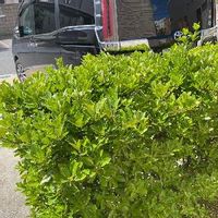 マサキの育て方 植え付け時期や挿し木の方法は Greensnap グリーンスナップ マサキの育て方 植え付け時期や挿し木の方法は Greensnap グリーンスナップ