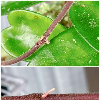 ホヤ カルノーサ グリーンの投稿画像一覧 Greensnap グリーンスナップ