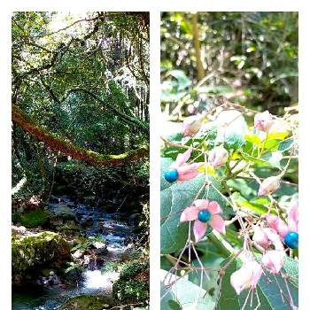 日射しキラキラの画像 by miuさん | お出かけ先とピンクの花とマイナスイオンと日射しキラキラ