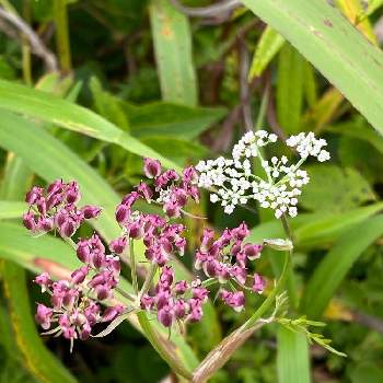 那須岳の投稿画像一覧 Greensnap グリーンスナップ