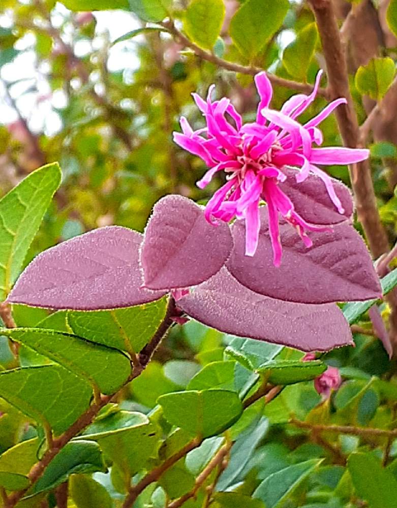 ベニバナトキワマンサクの投稿画像 By さくら貝さん トキワマンサクとベニバナトキワマンサク とスマホ撮影と 今日のお花 と季節の花と今日の花と花びらとお花と紅花トキワマンサク とお出かけ先とベニバナトキワマンサク とスマホ撮影と 今日のお花 と季節の花と