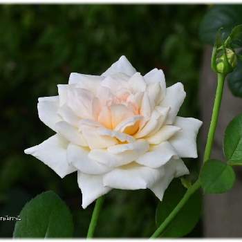 プリンセス・ヴェールの画像 by mimimamaさん | 小さな庭とばら バラ 薔薇と薔薇に魅せられてとおうち園芸とプリンセス・ヴェールとガーデニングと我が家のお花と花のある暮らしと薔薇♪とバラを楽しむとmimimama ローズと素敵