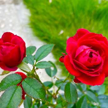 トゥルーブルーム　レッドキャプテンの画像 by まつみどりさん | 小さな庭とトゥルーブルーム　レッドキャプテンとかわいいと赤い花とガーデニングとバラ・ミニバラ