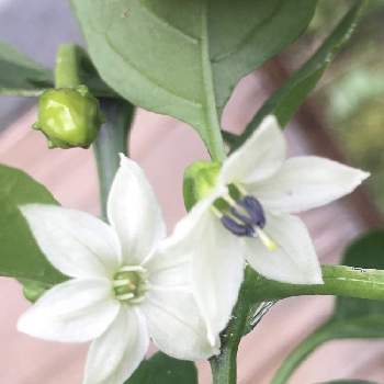 ししとうの投稿画像一覧 Greensnap グリーンスナップ ししとうの投稿画像一覧 Greensnap グリーンスナップ