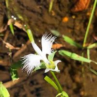 サギソウの育て方 植え付け方法や植え替え時期は Greensnap グリーンスナップ