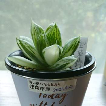 ハオルチア 宝草錦の投稿画像一覧 Greensnap グリーンスナップ ハオルチア 宝草錦の投稿画像一覧 Greensnap グリーンスナップ