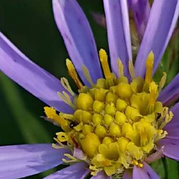 背の高い花の投稿画像一覧 Greensnap グリーンスナップ