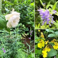 オンシジウム,ザ ジェネラスガーデナー,カリオプテリス ウスターゴールド,イングリッシュ・ローズ,オンシジウム.の画像