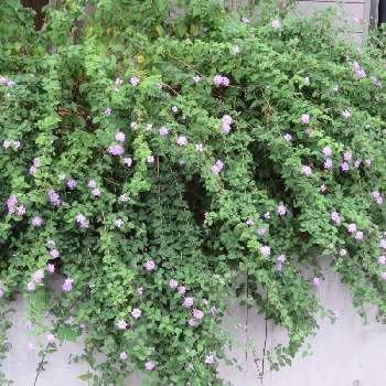 ランタナ白の投稿画像一覧 Greensnap グリーンスナップ