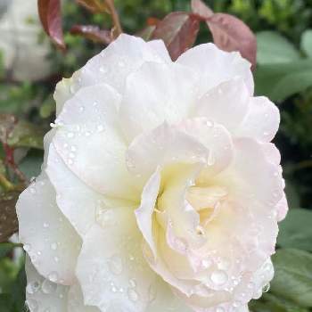 薔薇　マチルダの画像 by MIRUMOさん | 小さな庭と薔薇　マチルダと癒しと応援花❤️と❤️M.family❤️と可愛いと花のある暮らしと♡My garden♡