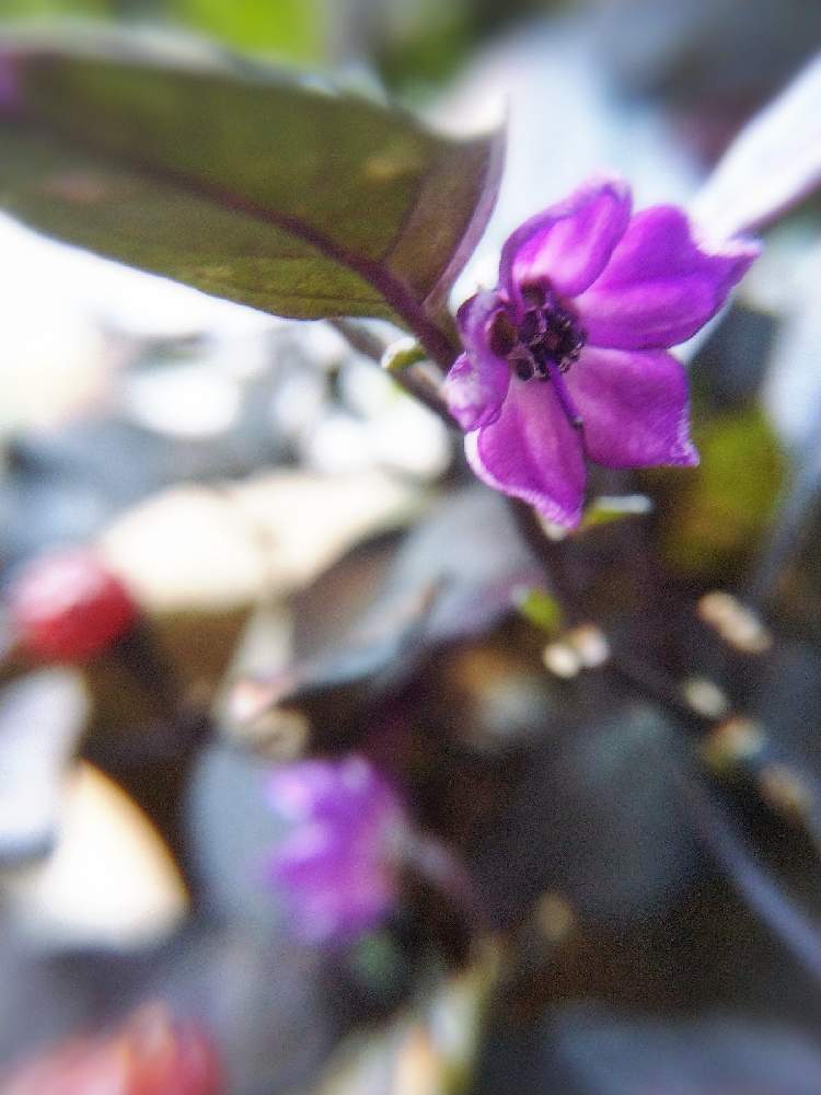 の画像 by sazanamiさん | 鑑賞用トウガラシと紫の夜を越えて