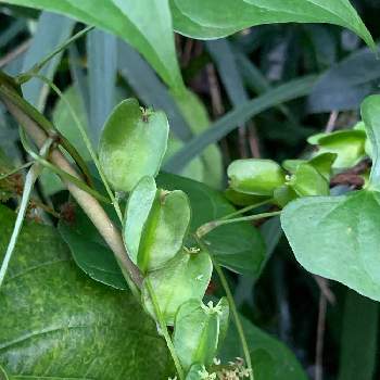 自然薯の花の投稿画像一覧 Greensnap グリーンスナップ