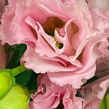 うすピンク色の画像 by スミサンさん | お出かけとピンク色と癒しと感謝とコロナに負けるな！とグラデーションか綺麗と散歩とうすピンク色と可愛いと綺麗な色♡と緑色とお花屋さんとお出かけ先にて