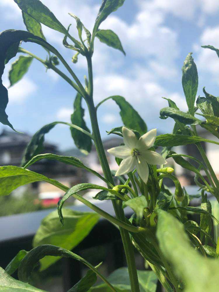 唐辛子の花が実らず落ちちゃう問題 Greensnap グリーンスナップ 唐辛子の花が実らず落ちちゃう問題 Greensnap グリーンスナップ