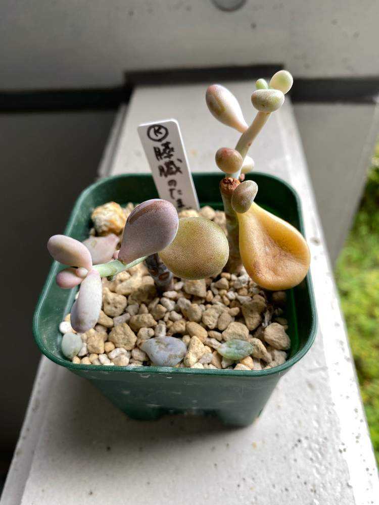 成長記録 34.膵臓のたまご｜🍀GreenSnap（グリーンスナップ）