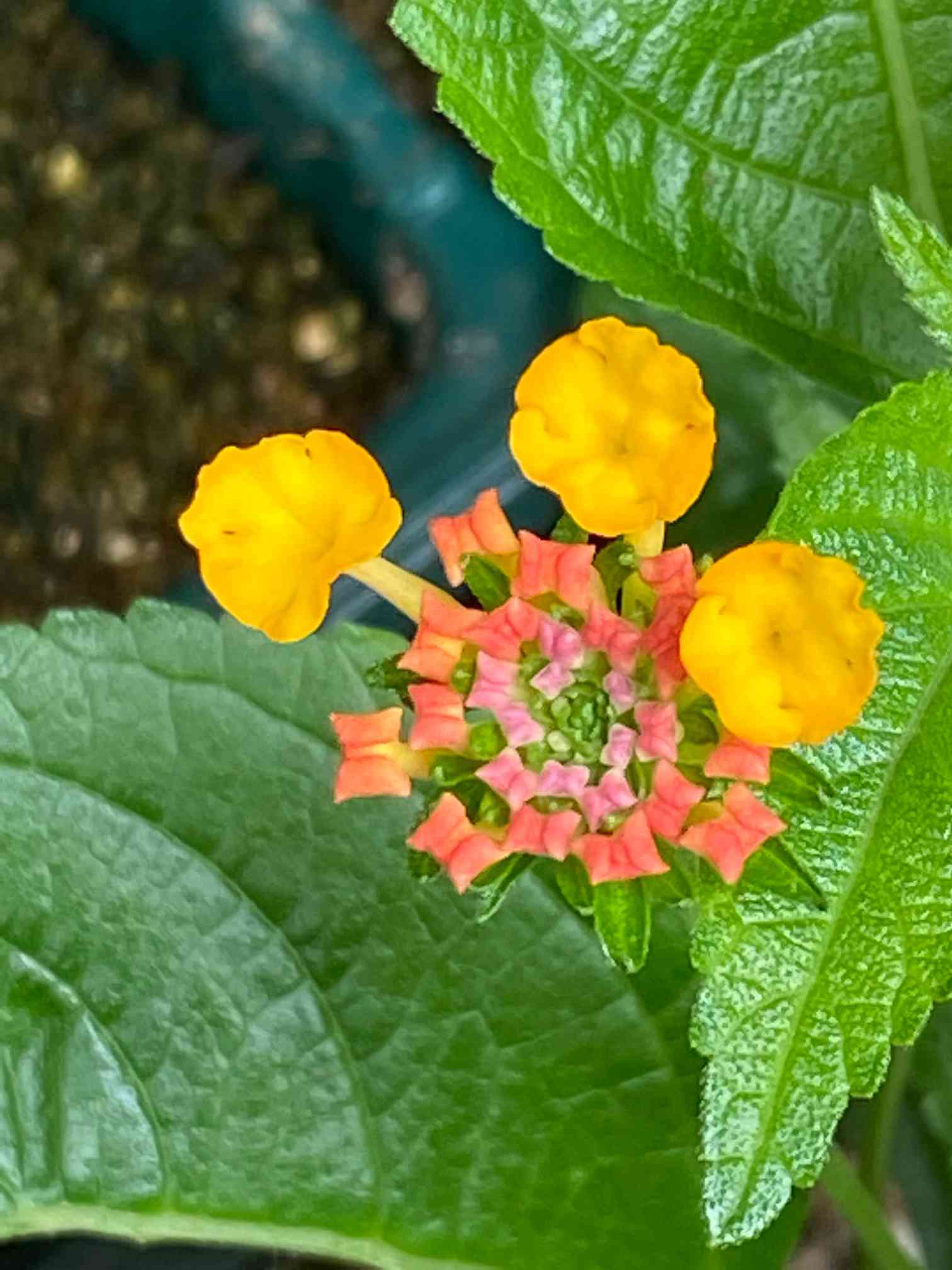 ランタナ 挿し木 - 観葉植物