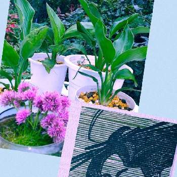 絵手紙の画像 by ヨシさんさん | 好きな花と消しゴムはんことお花を楽しむと種まきと絵手紙とお花のある暮らしと極楽鳥花と宿根・多年草