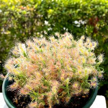 モウセンゴケ類の投稿画像一覧 Greensnap グリーンスナップ