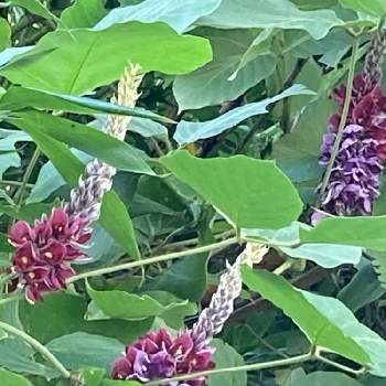  葛の花の画像 by manabeさん | お出かけ先とクズ（葛の花）と 葛の花と濃い紫の花とマメ科と里道と多年草と秋の七草の一つ