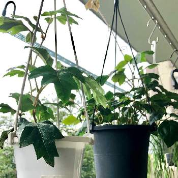 グレープアイビーの投稿画像一覧 Greensnap グリーンスナップ グレープアイビーの投稿画像一覧 Greensnap グリーンスナップ