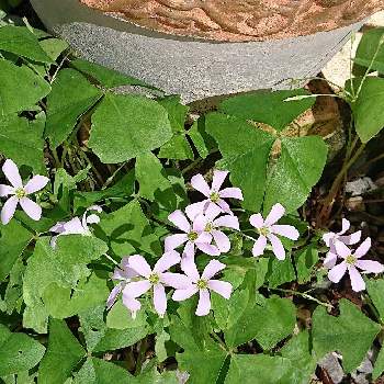 ピンクと黄緑の投稿画像一覧 Greensnap グリーンスナップ