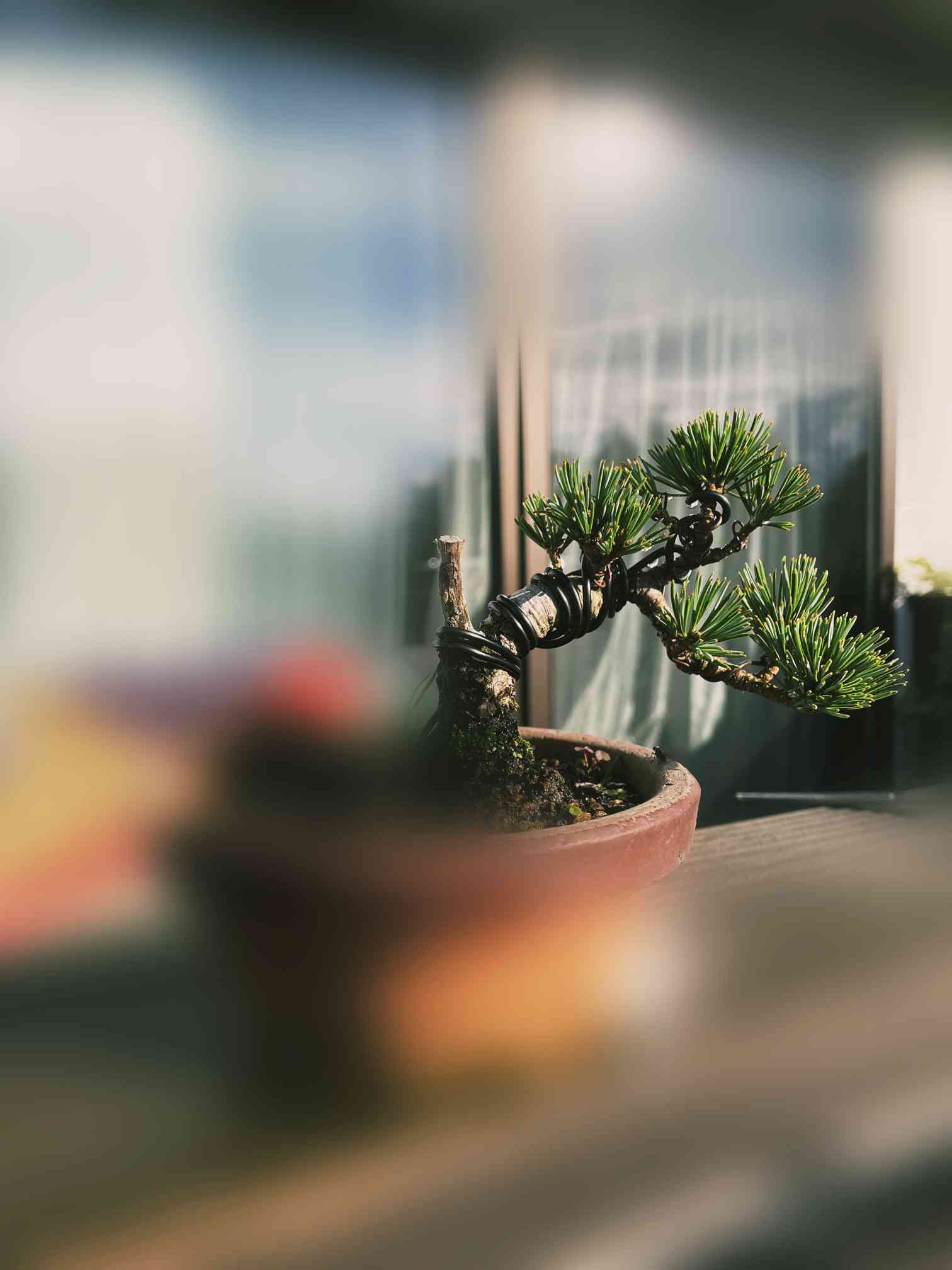 八房五葉松の一覧｜🍀GreenSnap（グリーンスナップ）