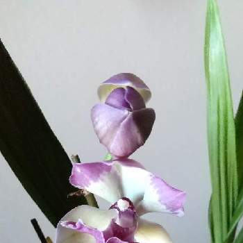 水苔の投稿画像一覧 Greensnap グリーンスナップ