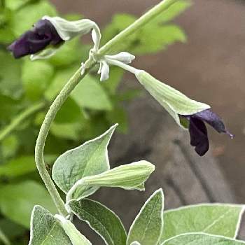 黒色の花の投稿画像一覧 Greensnap グリーンスナップ
