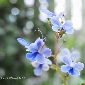 ブルーエルフィンの投稿画像一覧 Greensnap グリーンスナップ