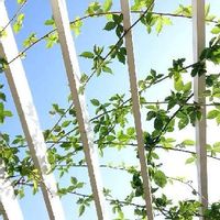ブラックベリーの育て方 苗の植え付けや挿し木の方法は 鉢植え栽培でもok Greensnap グリーンスナップ ブラックベリーの育て方 苗の植え付けや挿し木の方法は 鉢植え栽培でもok Greensnap グリーンスナップ