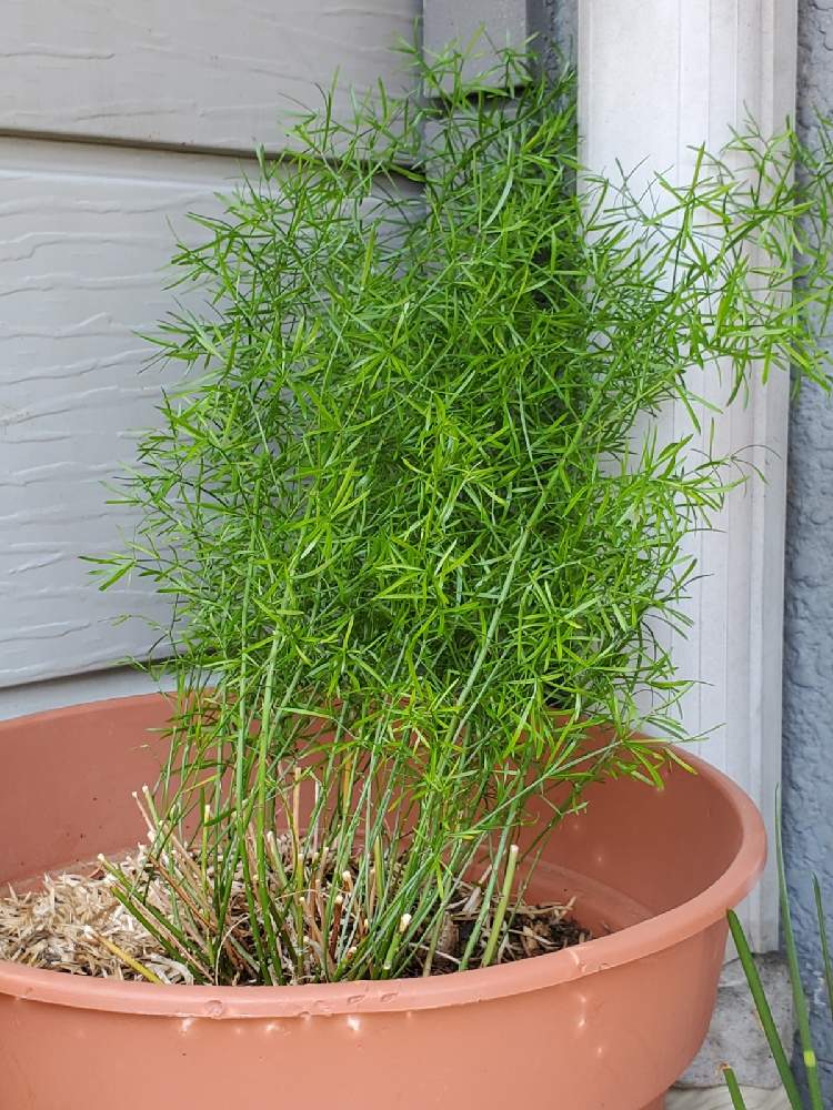 アスパラガススプレンゲリーのその後 Greensnap グリーンスナップ