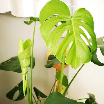 グリーン初心者の画像 by - yuki -さん | 窓辺とモンステラと観葉植物とグリーン初心者と癒しときれいと植中毒と緑のある暮らしとgreenと新芽