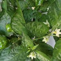 ハバネロの育て方 種まきの時期と方法 栽培適所は Greensnap グリーンスナップ ハバネロの育て方 種まきの時期と方法 栽培適所は Greensnap グリーンスナップ