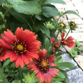 北海道でも越冬しますの投稿画像一覧 Greensnap グリーンスナップ